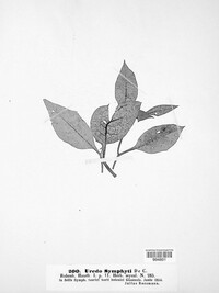 Pucciniastrum symphyti image